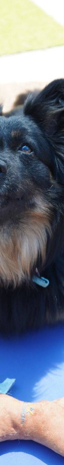 Kiki – Hütehund, Weibchen, 5 Jahre 3 Monate, 97816 Lohr – Foto 2