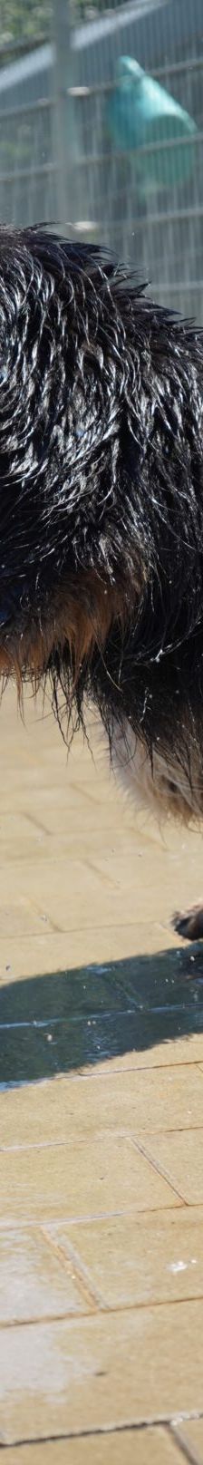 Kiki – Hütehund, Weibchen, 5 Jahre 3 Monate, 97816 Lohr – Foto 11