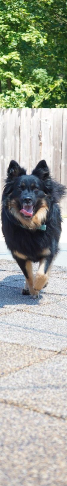 Kiki – Hütehund, Weibchen, 5 Jahre 3 Monate, 97816 Lohr – Foto 13