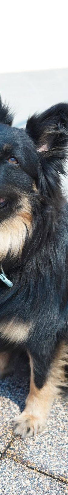 Kiki – Hütehund, Weibchen, 5 Jahre 3 Monate, 97816 Lohr – Foto 14