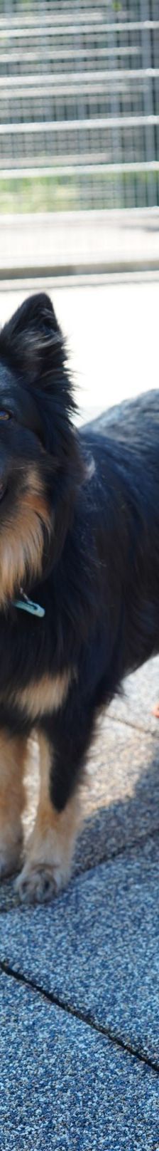 Kiki – Hütehund, Weibchen, 5 Jahre 3 Monate, 97816 Lohr – Foto 15