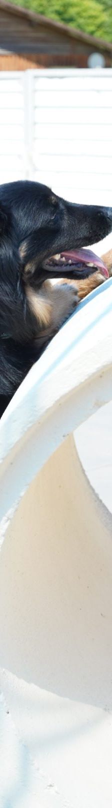Kiki – Hütehund, Weibchen, 5 Jahre 3 Monate, 97816 Lohr – Foto 16