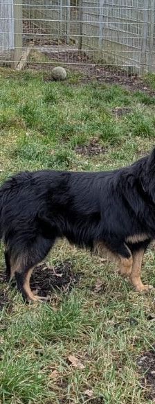Kiki – Hütehund, Weibchen, 5 Jahre 3 Monate, 97816 Lohr – Foto 17