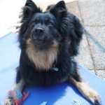 Kiki – Hütehund, Weibchen, 5 Jahre 3 Monate, 97816 Lohr – Foto 20