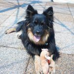 Kiki – Hütehund, Weibchen, 5 Jahre 3 Monate, 97816 Lohr – Foto 21