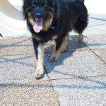 Kiki – Hütehund, Weibchen, 5 Jahre 3 Monate, 97816 Lohr – Foto 22