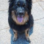 Kiki – Hütehund, Weibchen, 5 Jahre 3 Monate, 97816 Lohr – Foto 23
