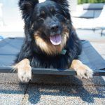 Kiki – Hütehund, Weibchen, 5 Jahre 3 Monate, 97816 Lohr – Foto 24