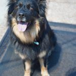 Kiki – Hütehund, Weibchen, 5 Jahre 3 Monate, 97816 Lohr – Foto 25