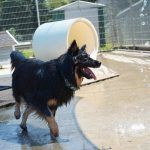 Kiki – Hütehund, Weibchen, 5 Jahre 3 Monate, 97816 Lohr – Foto 26