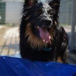 Kiki – Hütehund, Weibchen, 5 Jahre 3 Monate, 97816 Lohr – Foto 27