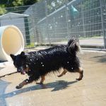 Kiki – Hütehund, Weibchen, 5 Jahre 3 Monate, 97816 Lohr – Foto 28