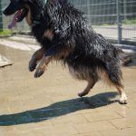 Kiki – Hütehund, Weibchen, 5 Jahre 3 Monate, 97816 Lohr – Foto 29