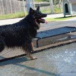 Kiki – Hütehund, Weibchen, 5 Jahre 3 Monate, 97816 Lohr – Foto 30
