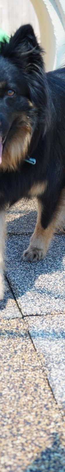 Kiki – Hütehund, Weibchen, 5 Jahre 3 Monate, 97816 Lohr – Foto 4