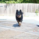 Kiki – Hütehund, Weibchen, 5 Jahre 3 Monate, 97816 Lohr – Foto 31
