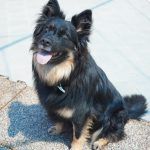 Kiki – Hütehund, Weibchen, 5 Jahre 3 Monate, 97816 Lohr – Foto 32