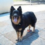 Kiki – Hütehund, Weibchen, 5 Jahre 3 Monate, 97816 Lohr – Foto 33