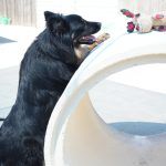 Kiki – Hütehund, Weibchen, 5 Jahre 3 Monate, 97816 Lohr – Foto 34