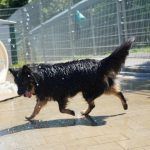 Kiki – Hütehund, Weibchen, 5 Jahre 3 Monate, 97816 Lohr – Foto 35