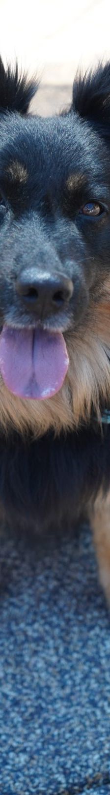 Kiki – Hütehund, Weibchen, 5 Jahre 3 Monate, 97816 Lohr – Foto 5