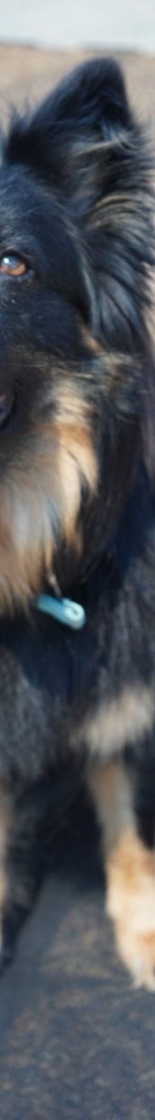 Kiki – Hütehund, Weibchen, 5 Jahre 3 Monate, 97816 Lohr – Foto 7