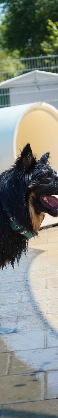 Kiki – Hütehund, Weibchen, 5 Jahre 3 Monate, 97816 Lohr – Foto 8
