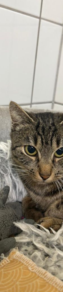Grapefruit – EHK, Weibchen, 7 Jahre, 37520 Osterode – Foto 1