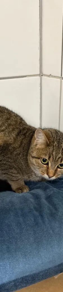 Grapefruit – EHK, Weibchen, 7 Jahre, 37520 Osterode – Foto 2