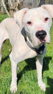 Boris – Dogo Argentino-Mix, Männchen, 4 Jahre, 70195 Stuttgart-Botnang – Foto 1