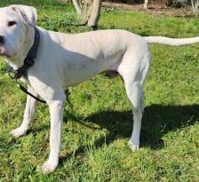Boris – Dogo Argentino-Mix, Männchen, 4 Jahre, 70195 Stuttgart-Botnang – Foto 2