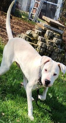 Boris – Dogo Argentino-Mix, Männchen, 4 Jahre, 70195 Stuttgart-Botnang – Foto 3