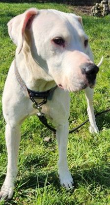 Boris – Dogo Argentino-Mix, Männchen, 4 Jahre, 70195 Stuttgart-Botnang – Foto 4