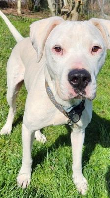 Boris – Dogo Argentino-Mix, Männchen, 4 Jahre, 70195 Stuttgart-Botnang – Foto 5