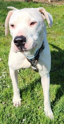 Boris – Dogo Argentino-Mix, Männchen, 4 Jahre, 70195 Stuttgart-Botnang – Foto 6