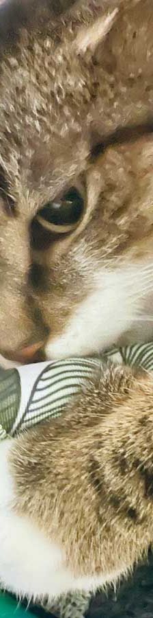 Mietz – EKH, Männchen, 6 Jahre, 82031 Grünwald – Foto 1