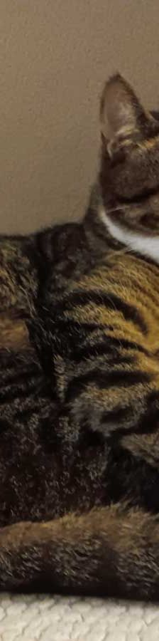 Mietz – EKH, Männchen, 6 Jahre, 82031 Grünwald – Foto 2