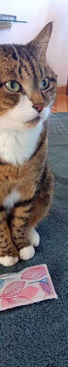 Mietz – EKH, Männchen, 6 Jahre, 82031 Grünwald – Foto 3