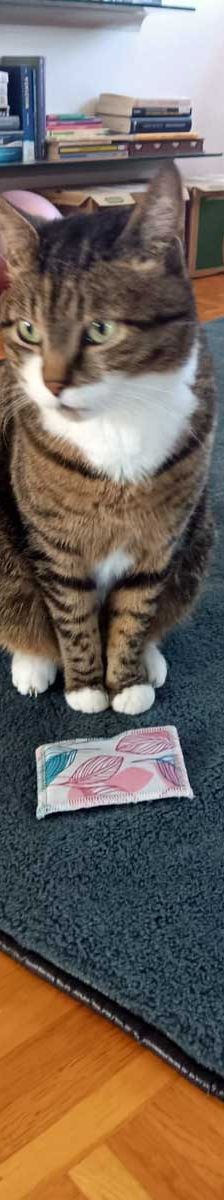 Mietz – EKH, Männchen, 6 Jahre, 82031 Grünwald – Foto 4