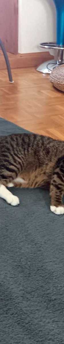 Mietz – EKH, Männchen, 6 Jahre, 82031 Grünwald – Foto 5