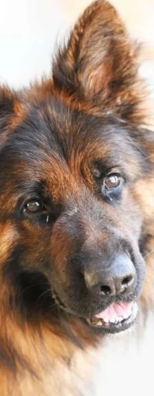 Baru – Altdt. Schäferhund, Männchen, 3 Jahre 1 Monat, 13057 Berlin – Foto 1