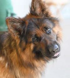 Baru – Altdt. Schäferhund, Männchen, 3 Jahre 1 Monat, 13057 Berlin – Foto 2