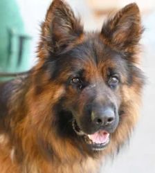 Baru – Altdt. Schäferhund, Männchen, 3 Jahre 1 Monat, 13057 Berlin – Foto 3