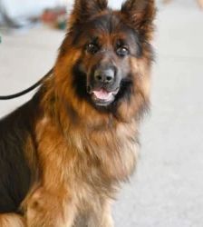 Baru – Altdt. Schäferhund, Männchen, 3 Jahre 1 Monat, 13057 Berlin – Foto 4