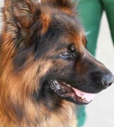Baru – Altdt. Schäferhund, Männchen, 3 Jahre 1 Monat, 13057 Berlin – Foto 5