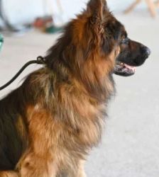 Baru – Altdt. Schäferhund, Männchen, 3 Jahre 1 Monat, 13057 Berlin – Foto 6