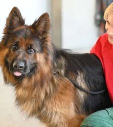Baru – Altdt. Schäferhund, Männchen, 3 Jahre 1 Monat, 13057 Berlin – Foto 7