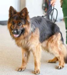 Baru – Altdt. Schäferhund, Männchen, 3 Jahre 1 Monat, 13057 Berlin – Foto 8