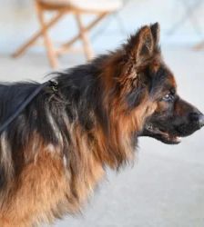 Baru – Altdt. Schäferhund, Männchen, 3 Jahre 1 Monat, 13057 Berlin – Foto 9