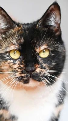 Jenny – EKH, Weibchen, 3 Jahre 7 Monate, 13057 Berlin – Foto 1